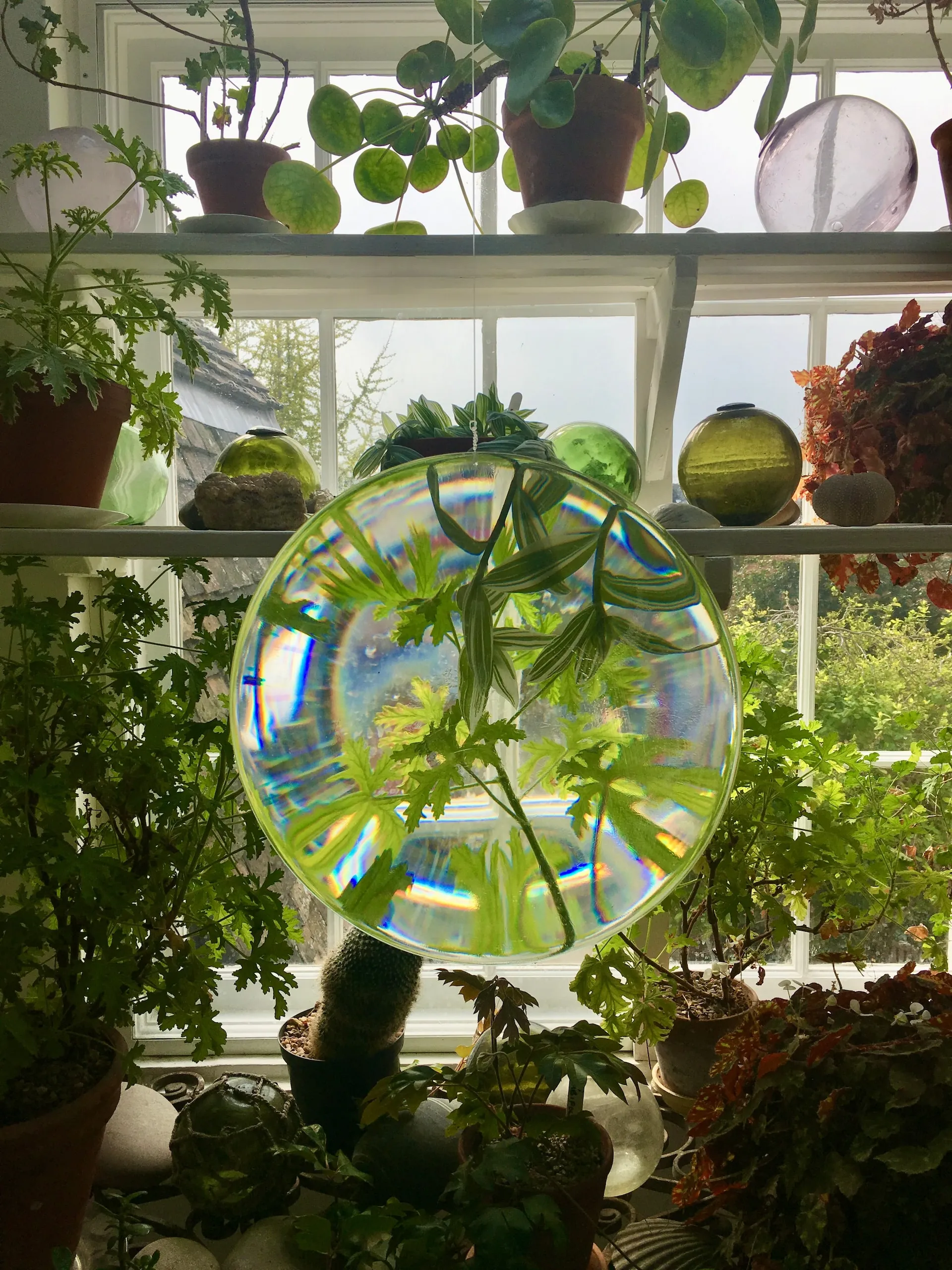 A magnifying glass hanging in front of plants.